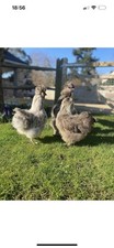 6 Bearded Silkie Eggs - Mixed