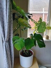 Monstera Deliciosa Swiss