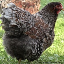 12 Blue Laced Red Wyandotte