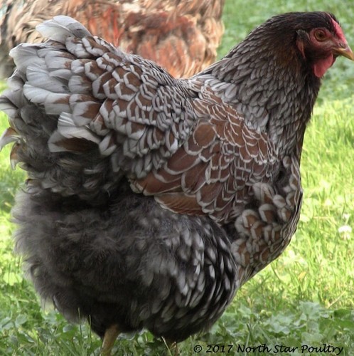 Blue laced red wyandotte - 12,