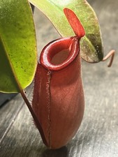 Nepenthes - Carnivorous