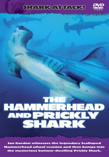 Shark attack the hammerhead - shark,