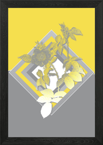 Yellow and grey dog rose - yellow,
