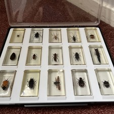 National Geographic Real life bugs and insects collection. 1x full tray.  