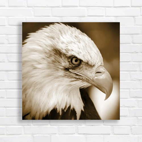 Bald eagle portrait closeup - bald,