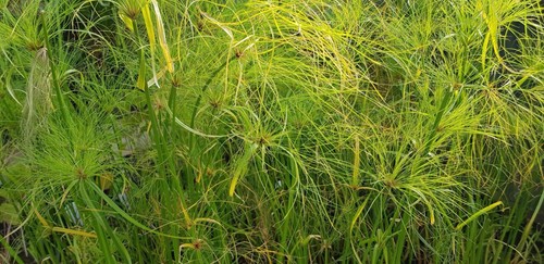 Cyperus percamenthus king - percamenthus, 'king