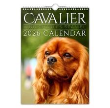 2026 Calendar - Cavalier King