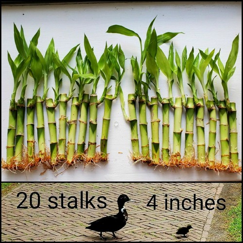 Lucky bamboo plants well - bamboo, 4"