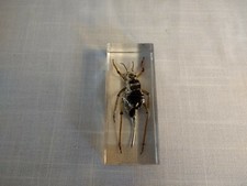 Real Life Bugs & Insects
