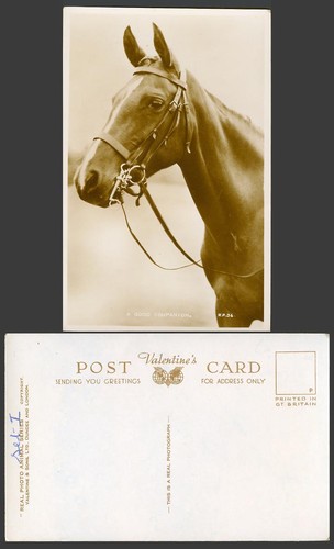 Horse pony animal - pony, good