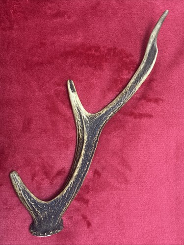 Sika deer antler - deer,