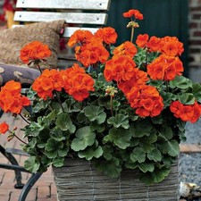 Plug Plants Geranium Orange -