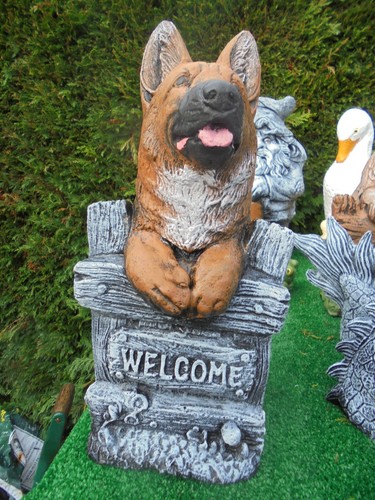 Alsatian german shepherd - alsatian/german,