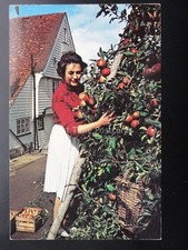 Kent APPLE PICKING Marden