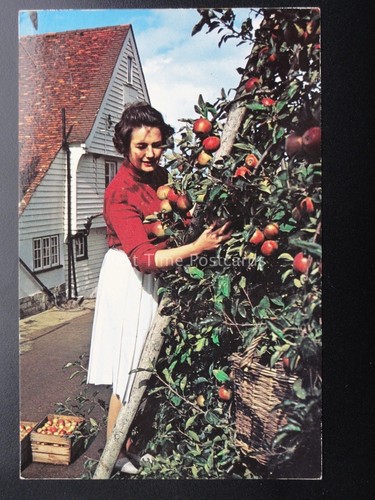 Kent apple picking marden - kent,