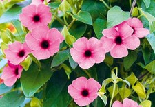 Thunbergia alata Rose