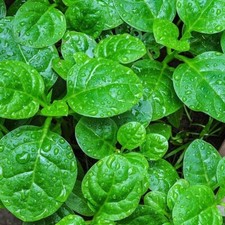 Big leaf New Green Vine Malabar Spinach Bangladeshi Poi Shak - 30 finest seeds