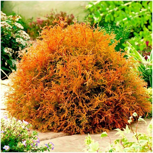 Dwarf conifer thuja - conifer,