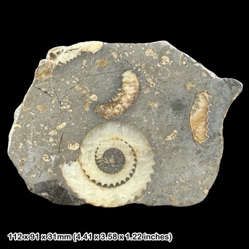 Ammonite fossil block - block, polished