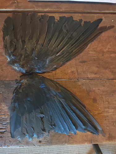 Crow wings displayed open - crow,