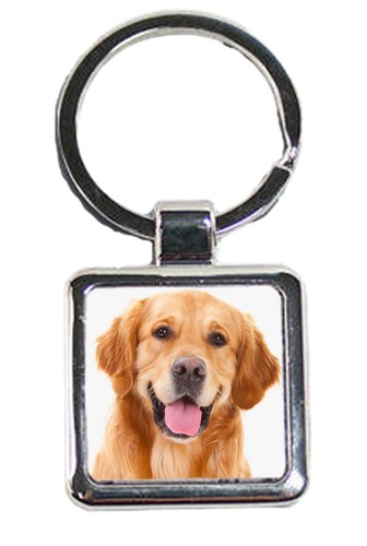 Golden retriever dog pet - golden,