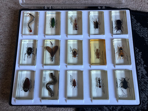 Bugs insects resin real - in, 15