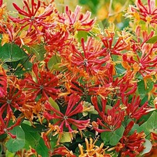 Honeysuckle Gold Flame Climbing Plant Shrub Lonicera Hardy Scented Fragrant