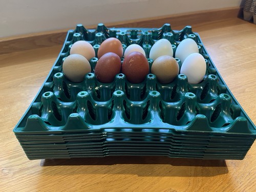 Plastic egg storage trays - egg,