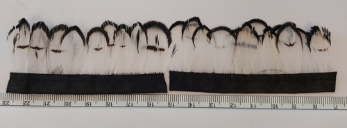 Strip long lady amherst - 6",