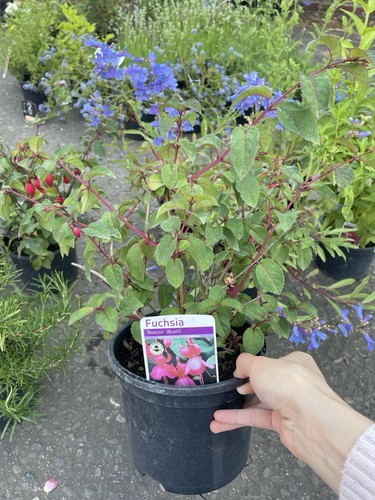 Hardy red and - pink, fuchsia