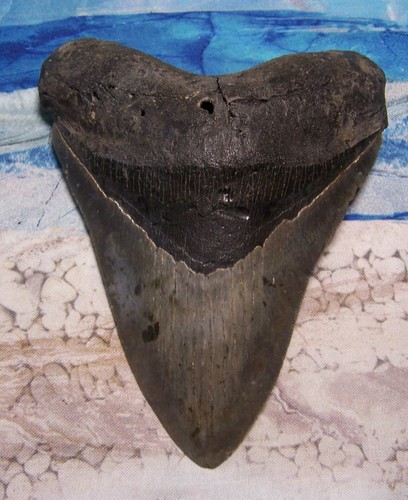 Megalodon shark tooth 16 - 5, 1/16