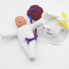 Human Female Pelvis Model Baby