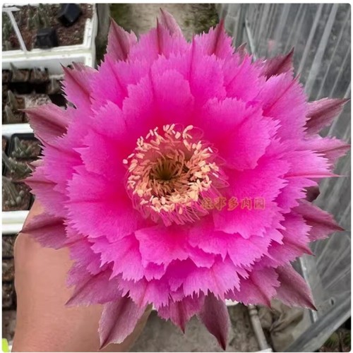 5cm cactus succulent - 4-5cm, plant
