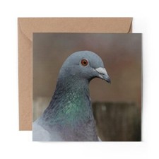 1 x Blank Greeting Card Pigeon