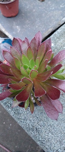 Aeonium firecracker - aeonium, 'firecracker'