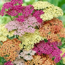 YARROW Achillea Millefolium