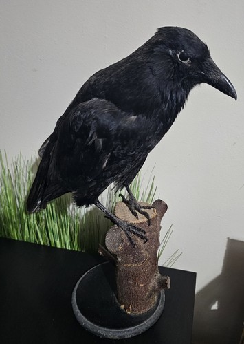 Taxidermy crow corvus - crow, corone