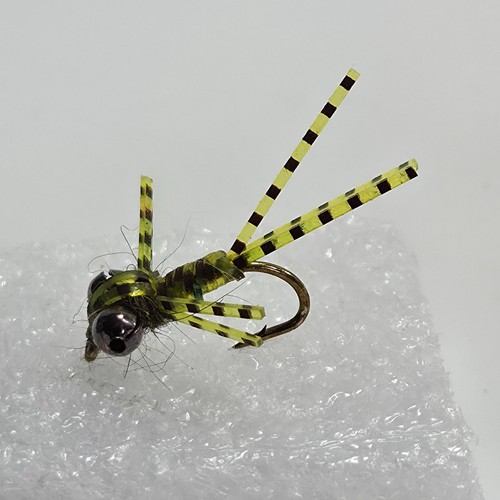 New spotted damsel fly - new,