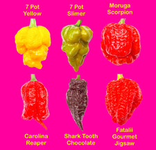 Worlds HOTTEST Chilli - 6