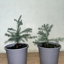 Giant sequoia sequoiadendron - giant,