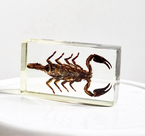 Real manchurian scorpion resin - manchurian,