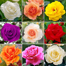 Gorgeous Potted Rose | Various Colours | Colourful Outdoor Potted Garden Plants