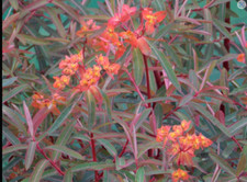 Euphorbia Plant Great Dixter Fireglow Perennial 1 x 13cm Pot
