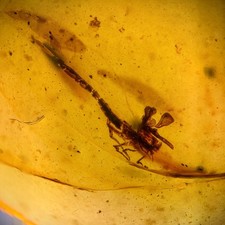 Scorpion burmese burmite - scorpion, in