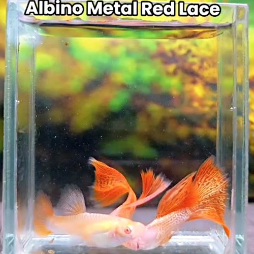 Albino metal red lace live - lace,