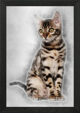 Bengal kitten 4 months old