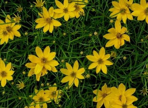 Coreopsis buttermilk 9cm pot - buttermilk, pot-