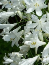3 plants - medium - agapanthus