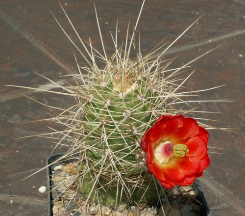 Echinocereus coccineus jrt - echinocereus, 184