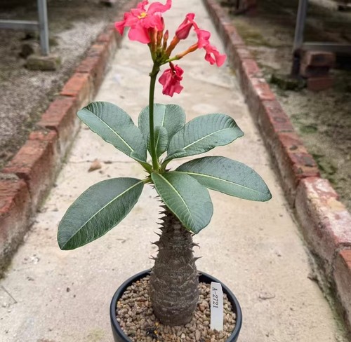 Sale rare cacti plant - rare,